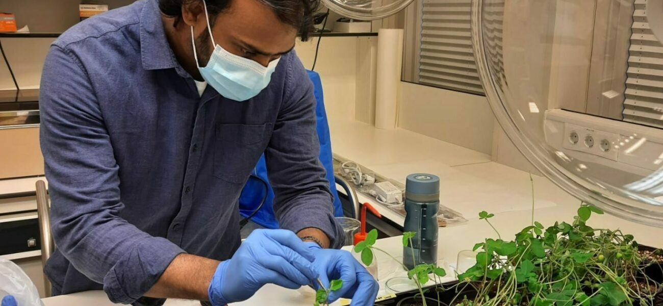 Foodprint lab1, , En mann kledd i lab-frakk, hansker og munnbind tar prøver av grønne planter