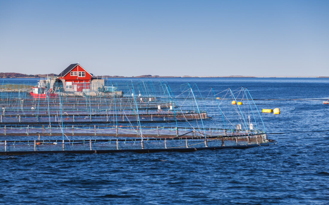 Oddvar Skjæveland